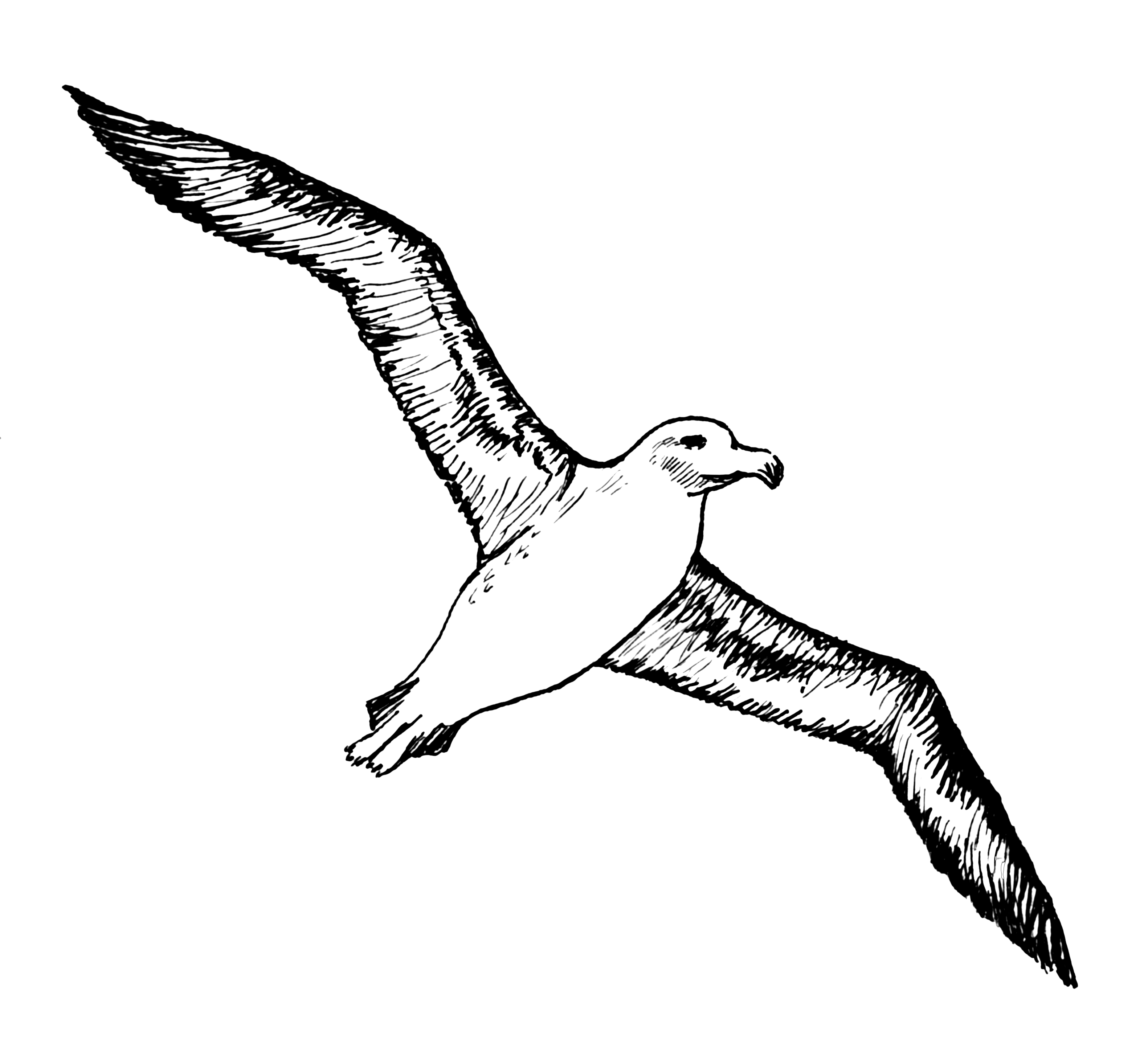 Albatross Image Transparent PNG Image