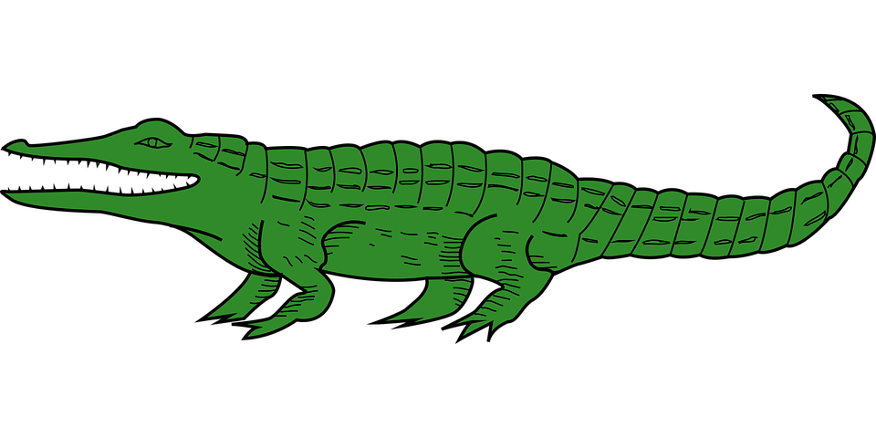 Alligator Vector HQ Image Free Transparent PNG Image