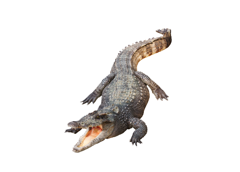 Alligator File Transparent PNG Image