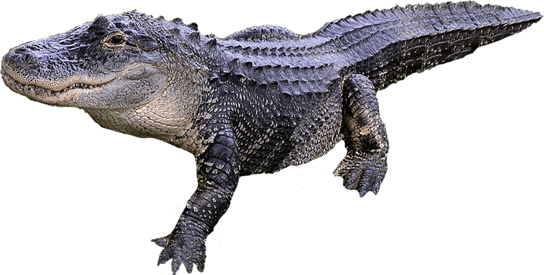 Alligator Transparent Image Transparent PNG Image