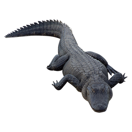 Alligator Free Download Transparent PNG Image