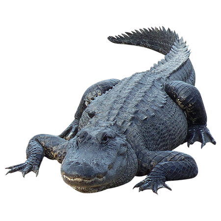 Alligator Picture Transparent PNG Image