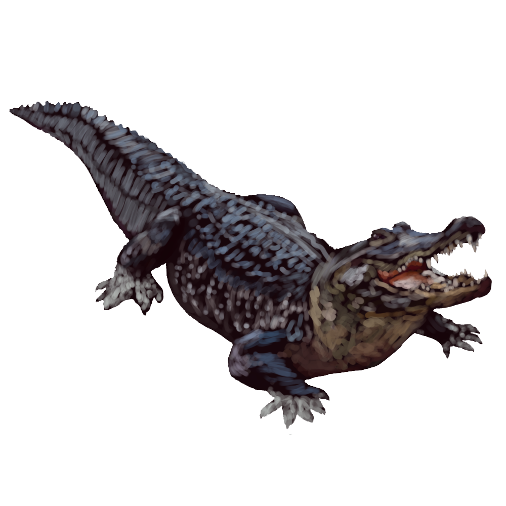 Alligator Transparent Background Transparent PNG Image