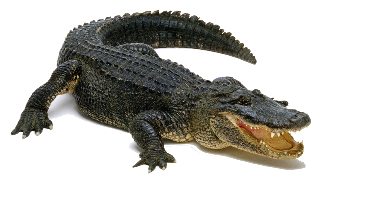 Alligator Transparent PNG Image