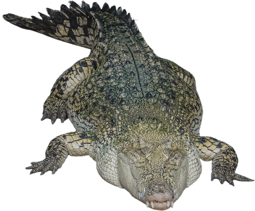 Alligator Hd Transparent PNG Image