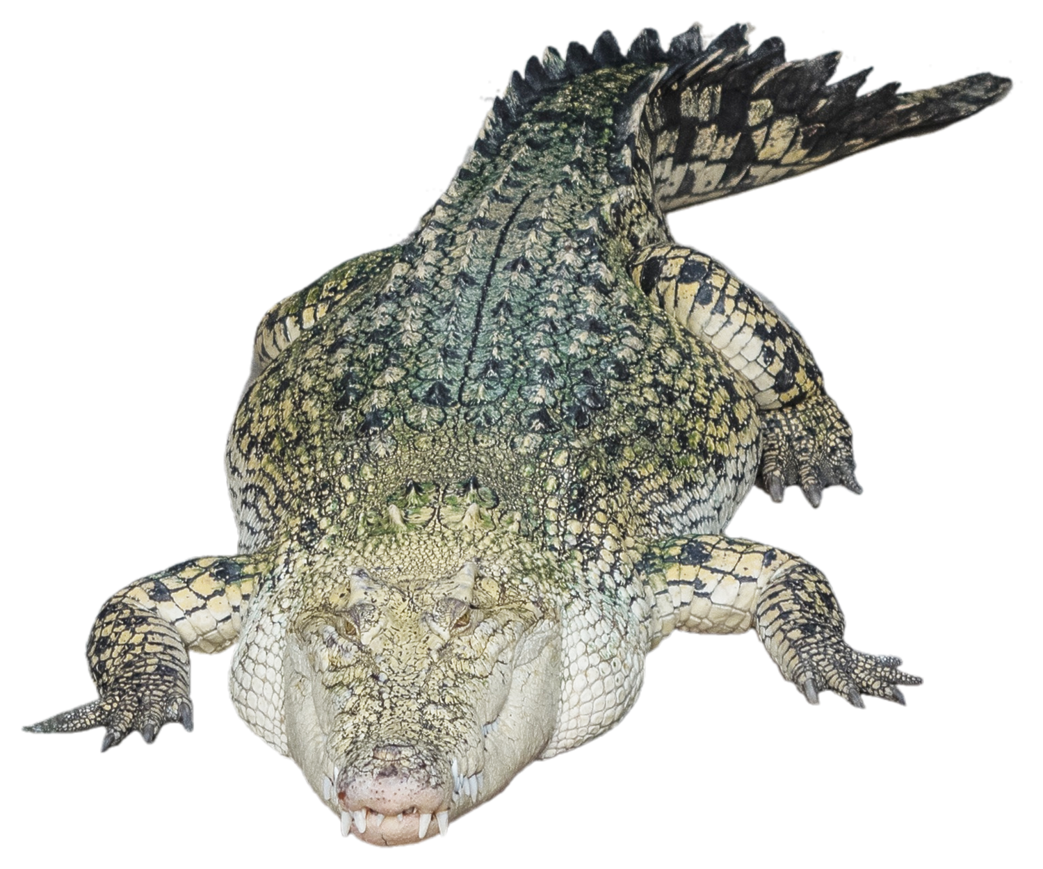 Alligator Photo Transparent PNG Image