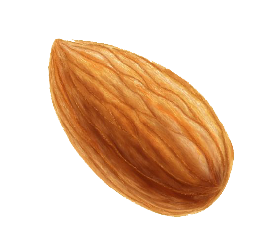 Nut Almond PNG Image High Quality Transparent PNG Image