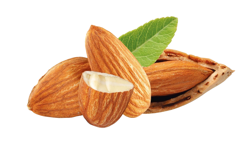 Picture Nut Almond Free Photo Transparent PNG Image