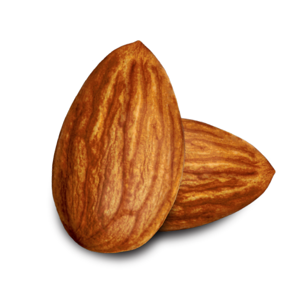 Nut Almond PNG Image High Quality Transparent PNG Image