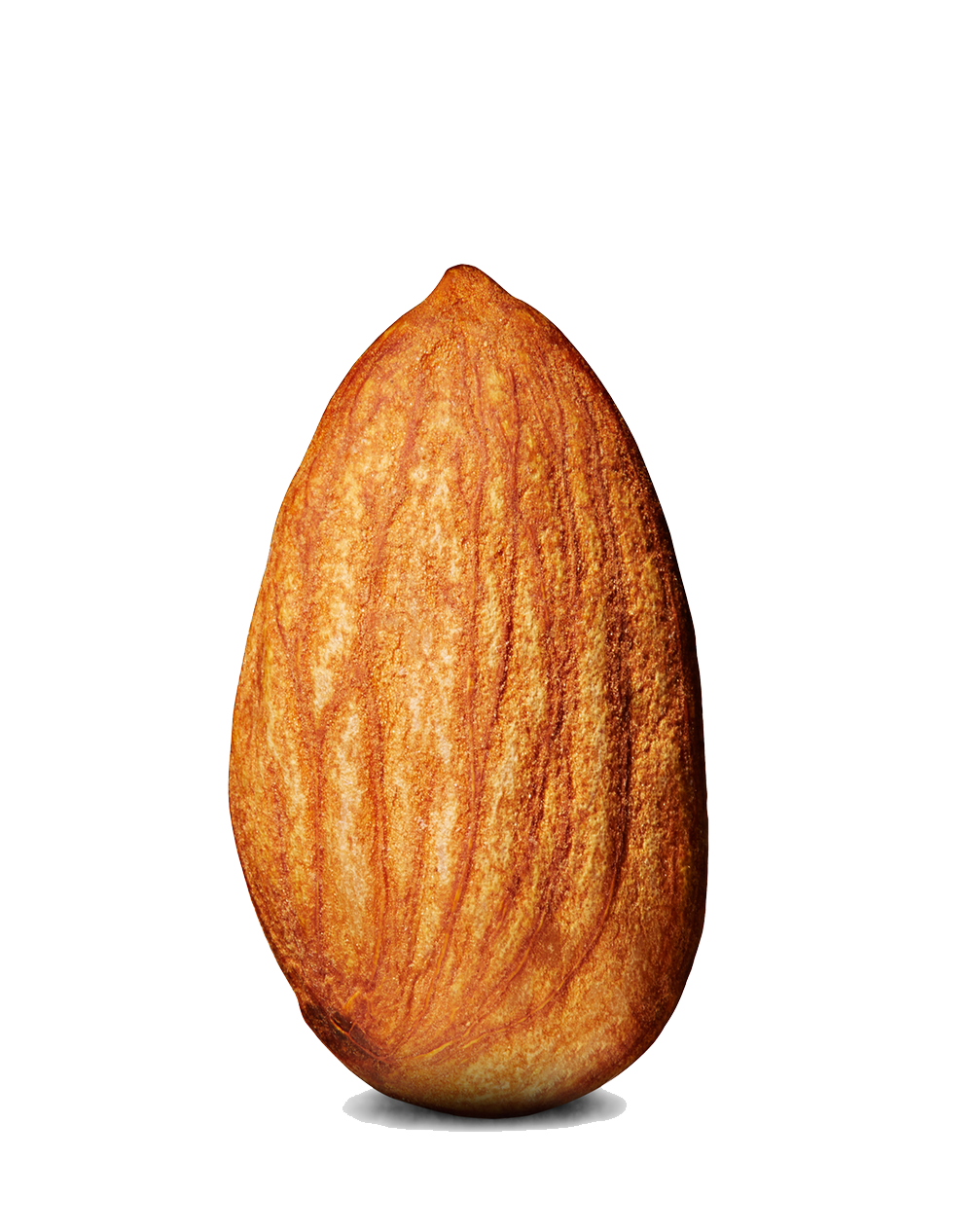 Almond Png Image Transparent PNG Image