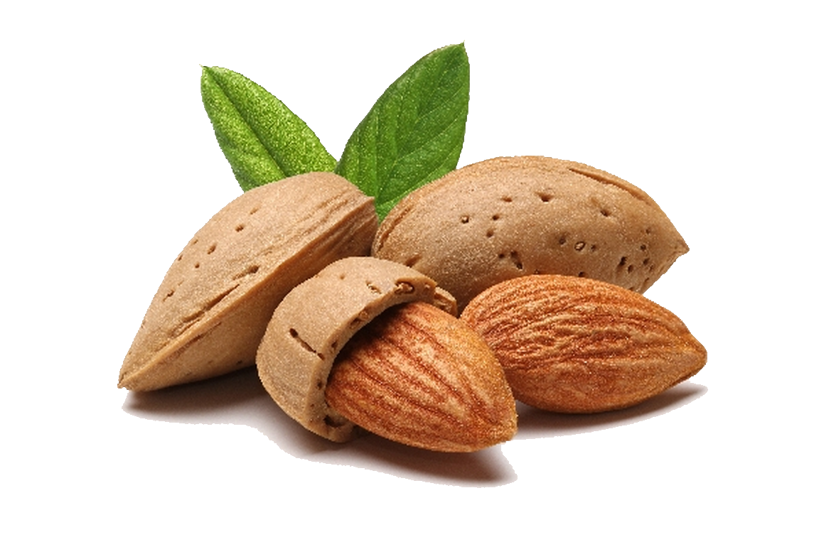 Almond Png File Transparent PNG Image