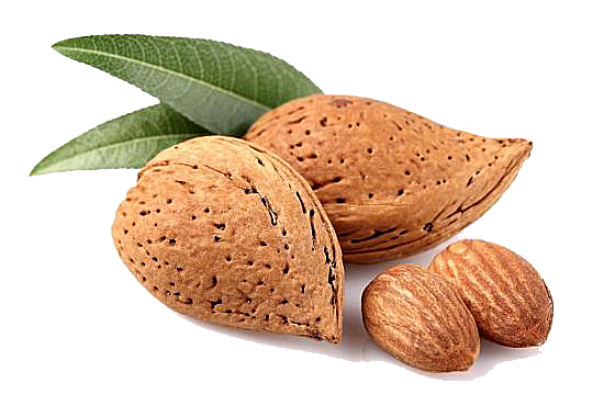 Almond Png Transparent PNG Image