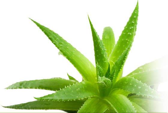 Aloe Picture Transparent PNG Image