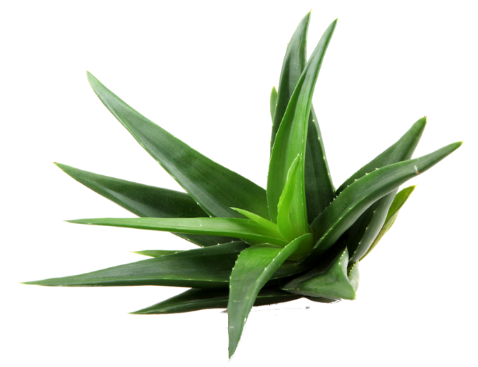 Aloe Clipart Transparent PNG Image