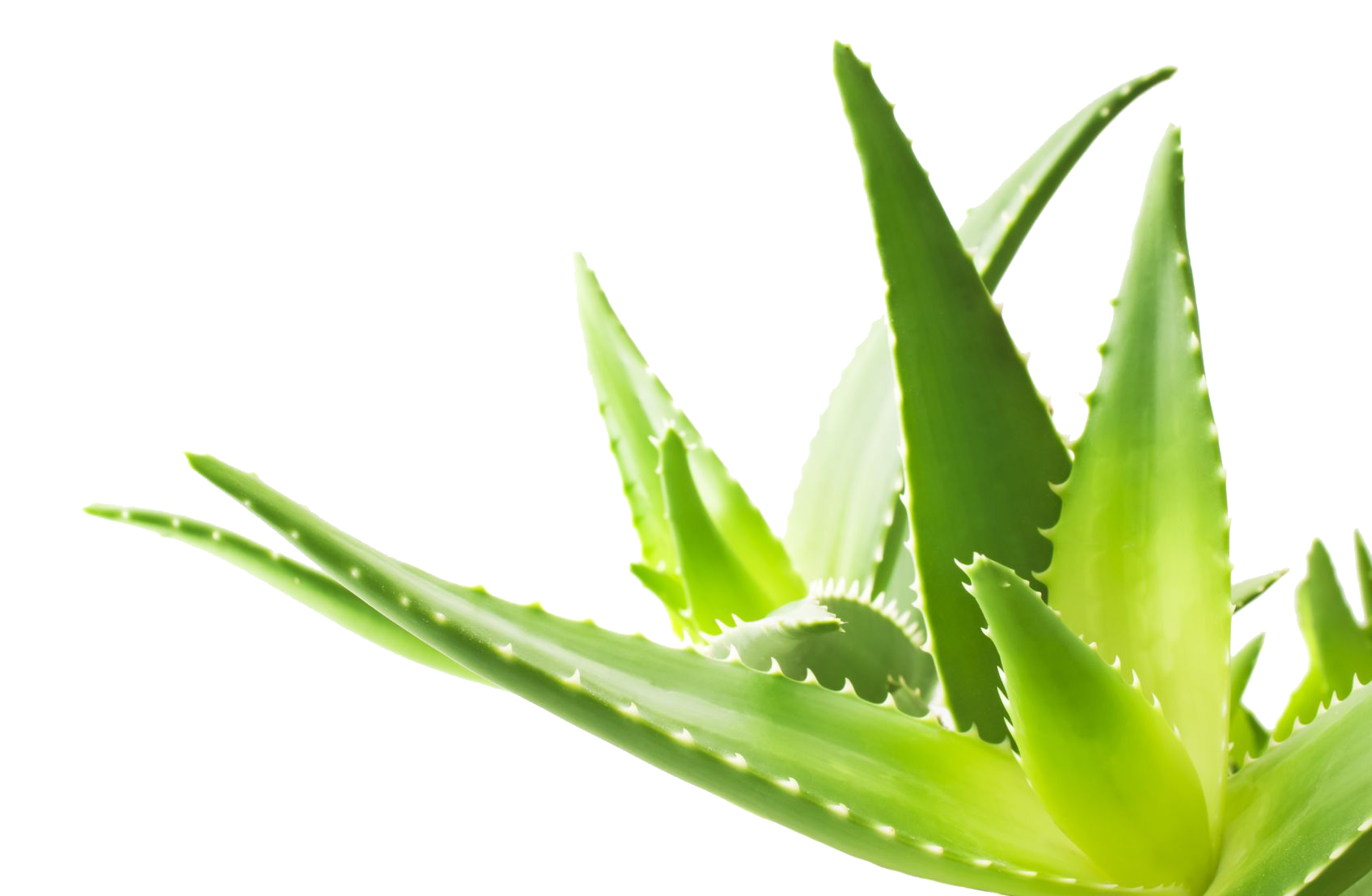 Aloe Transparent Image Transparent PNG Image