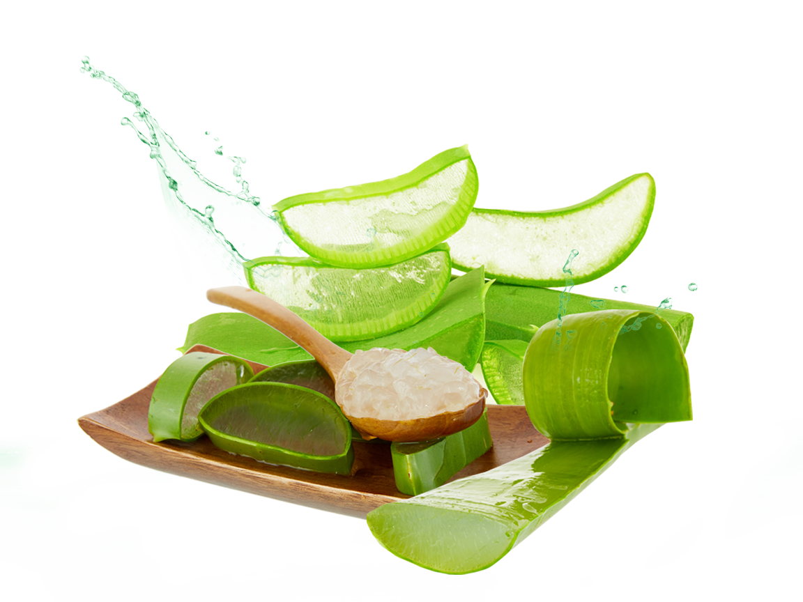 Aloe Photos Transparent PNG Image