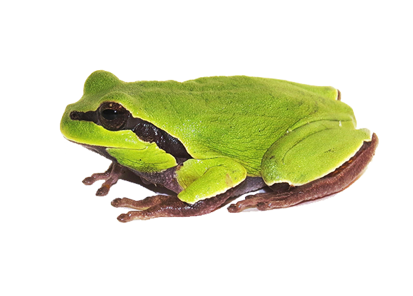 Amphibian Clipart Transparent PNG Image