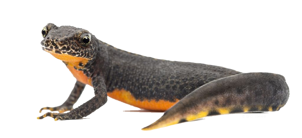 Amphibian Photos Transparent PNG Image