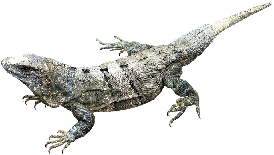 Amphibian Image Transparent PNG Image