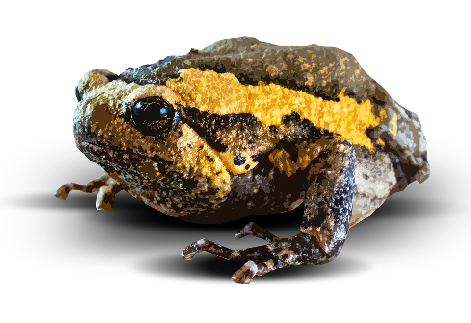 Amphibian Picture Transparent PNG Image