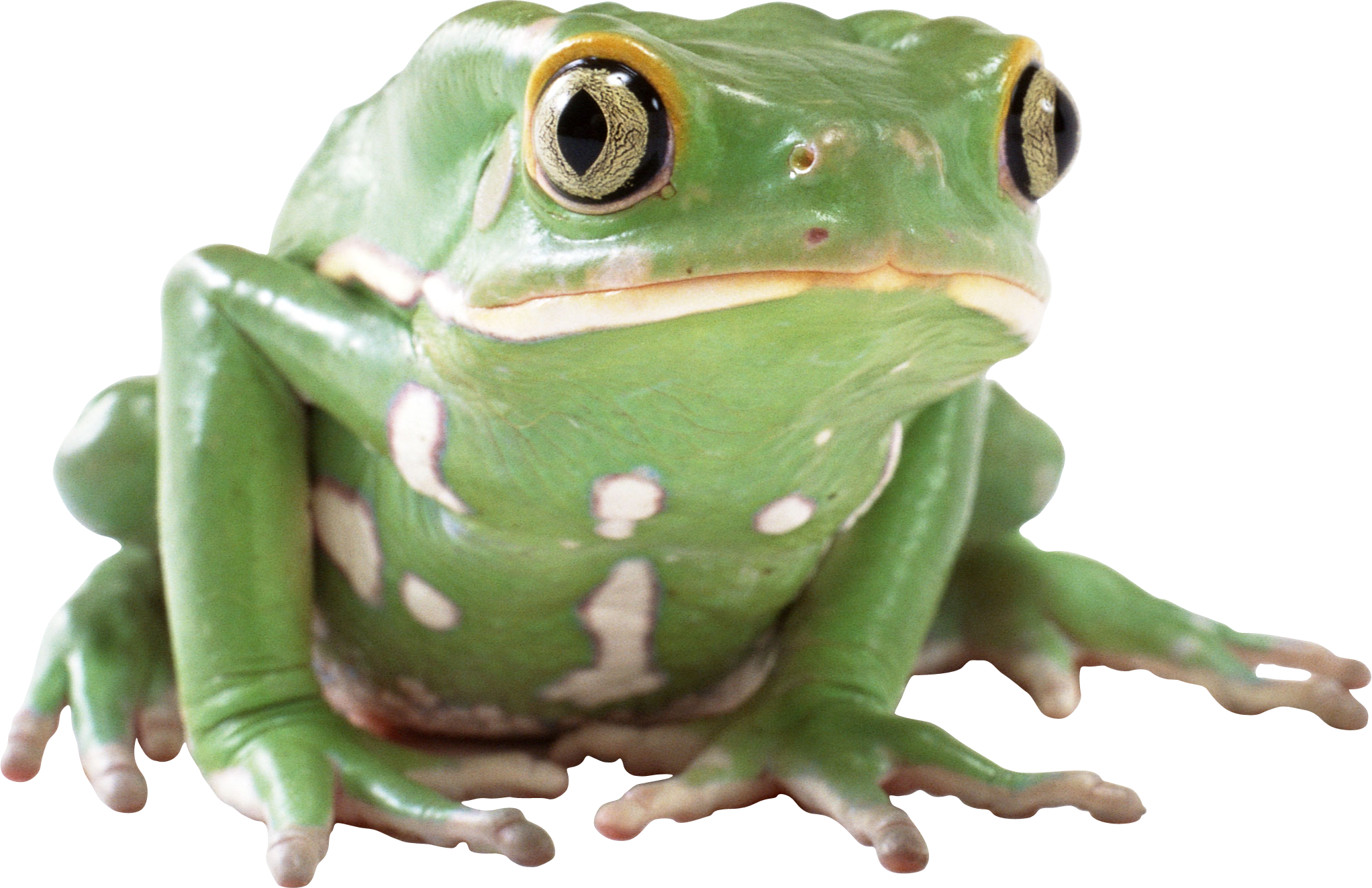 Amphibian Transparent Background Transparent PNG Image