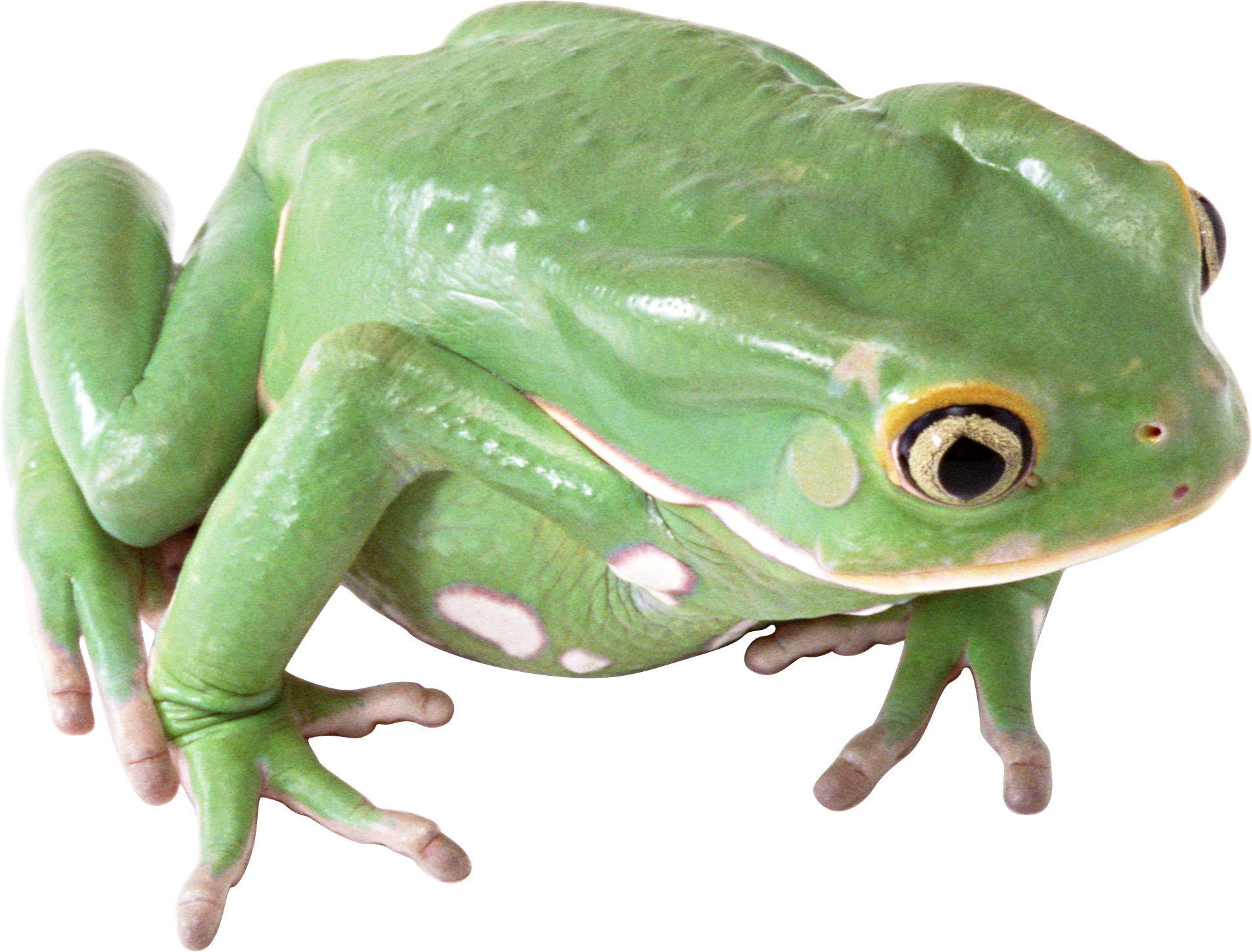 Amphibian Transparent Image Transparent PNG Image