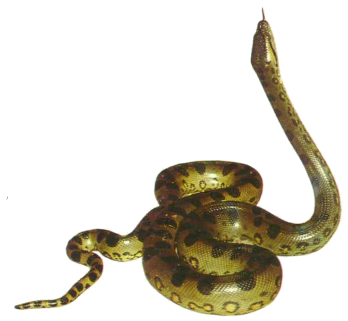 Anaconda Picture Transparent PNG Image