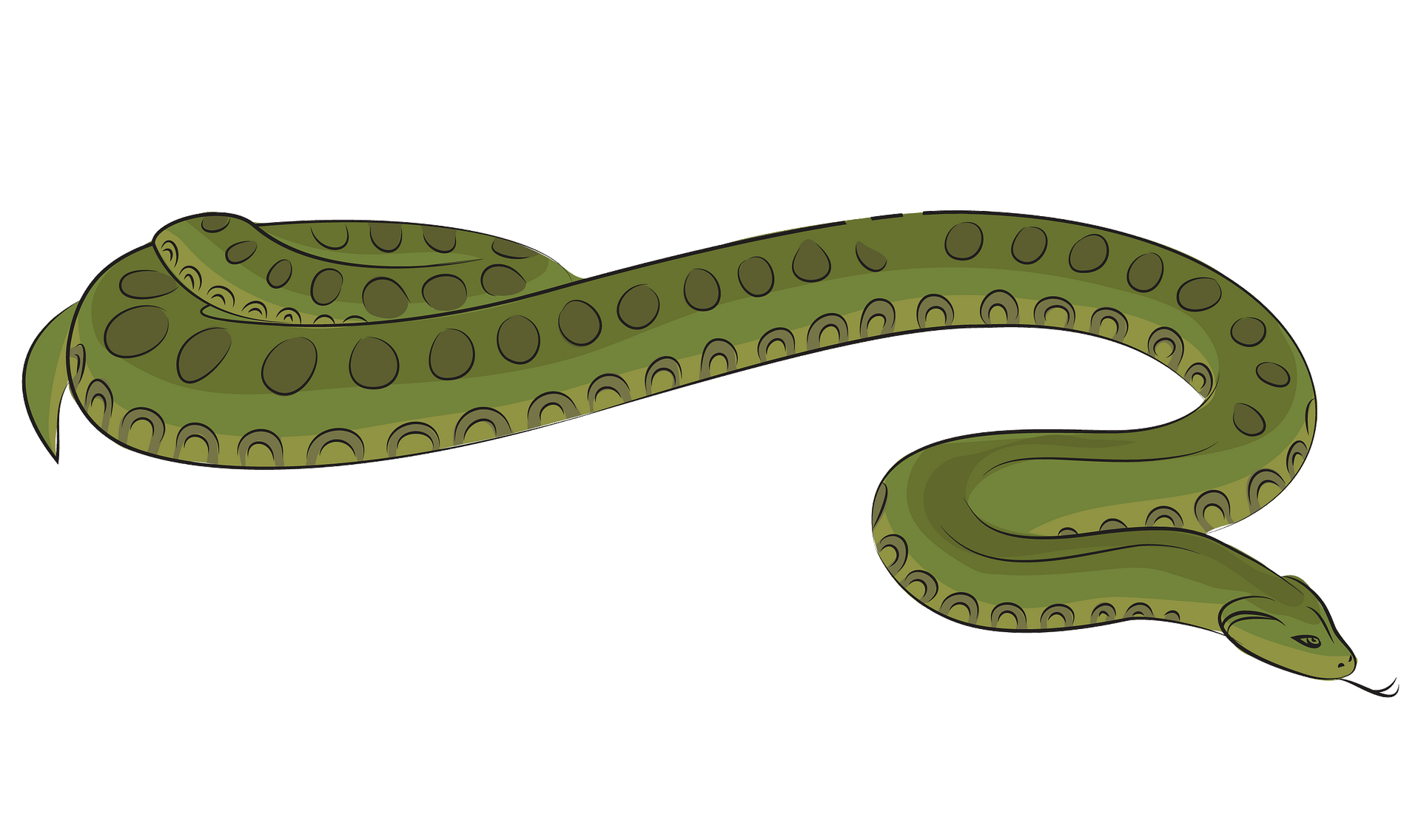 Picture Green Anaconda PNG Download Free Transparent PNG Image