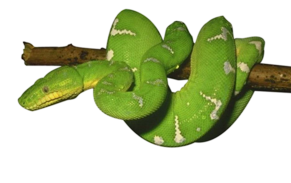 Green Anaconda Download Free Image Transparent PNG Image