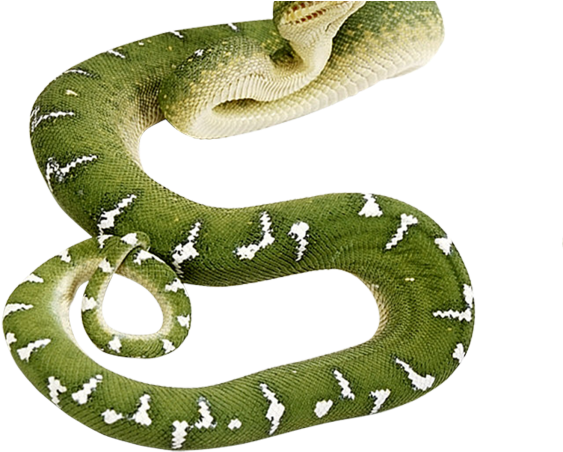 Green Anaconda Free Download Image Transparent PNG Image