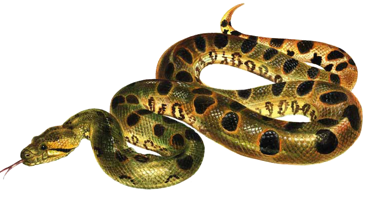 Green Anaconda PNG Download Free Transparent PNG Image