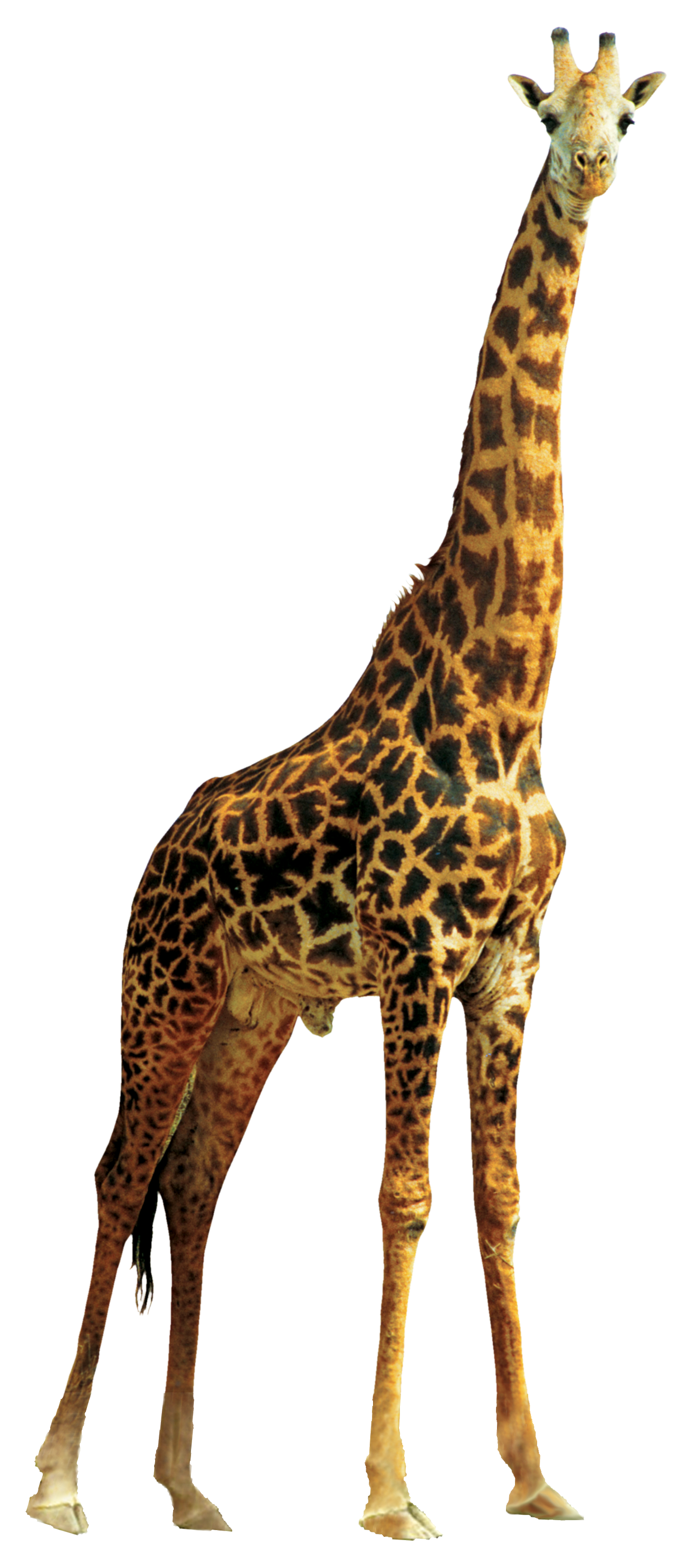 Lion Giraffe Free Download Image Transparent PNG Image