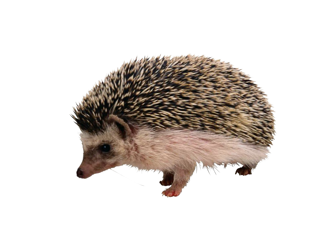 Porcupine Fur Fox The European Hedgehog Transparent PNG Image