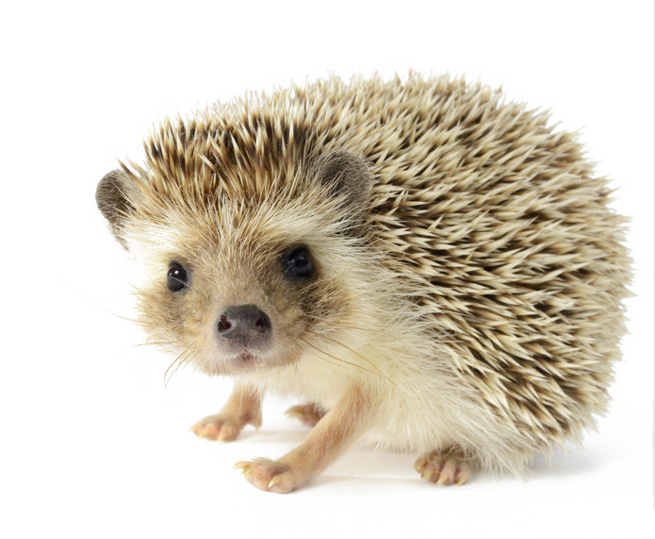 Porcupine North Four Toed African Fur Hedgehog Transparent PNG Image