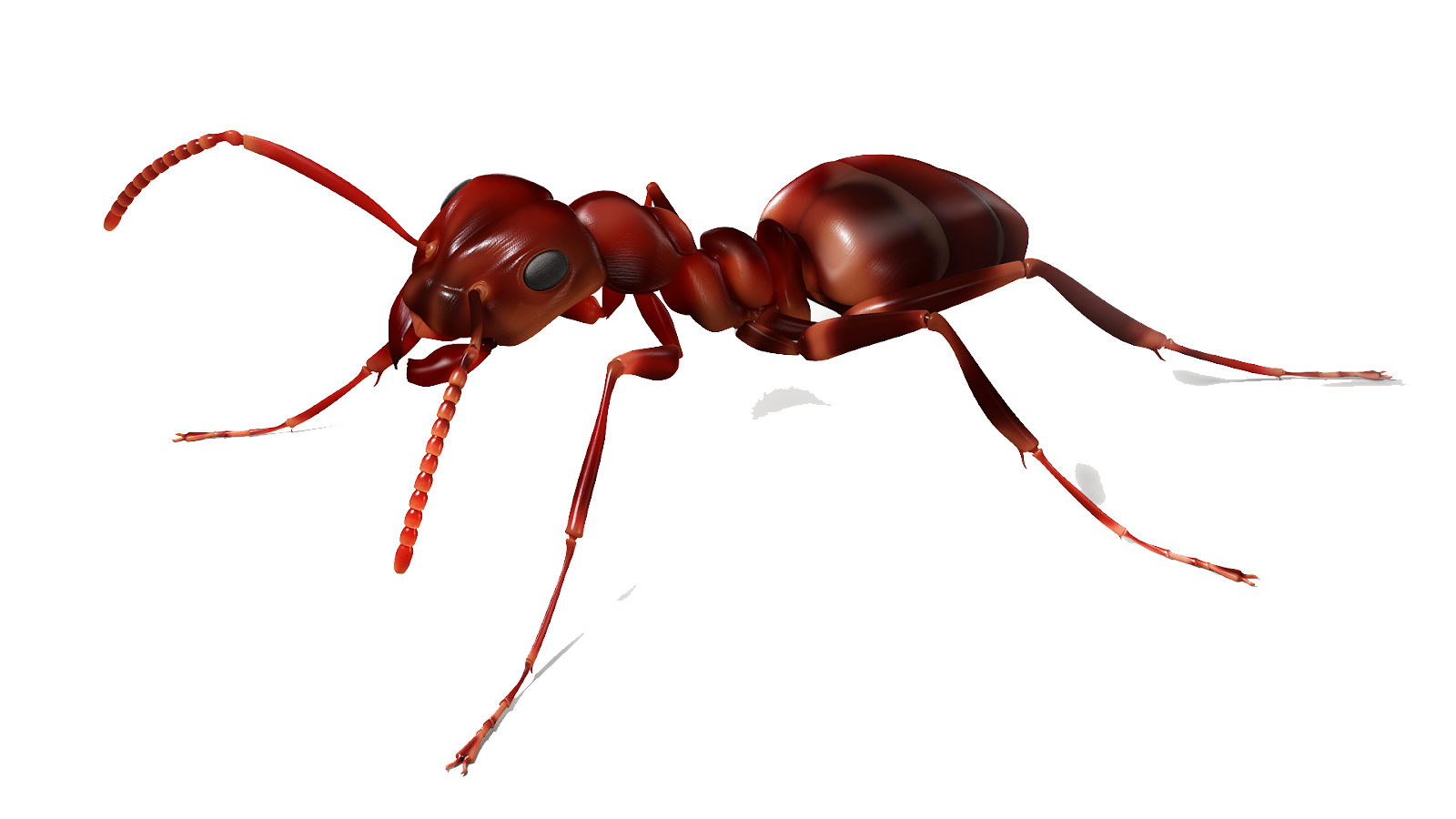 Ant Png Image Transparent PNG Image