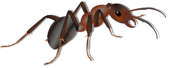 Ant Png Clipart Transparent PNG Image