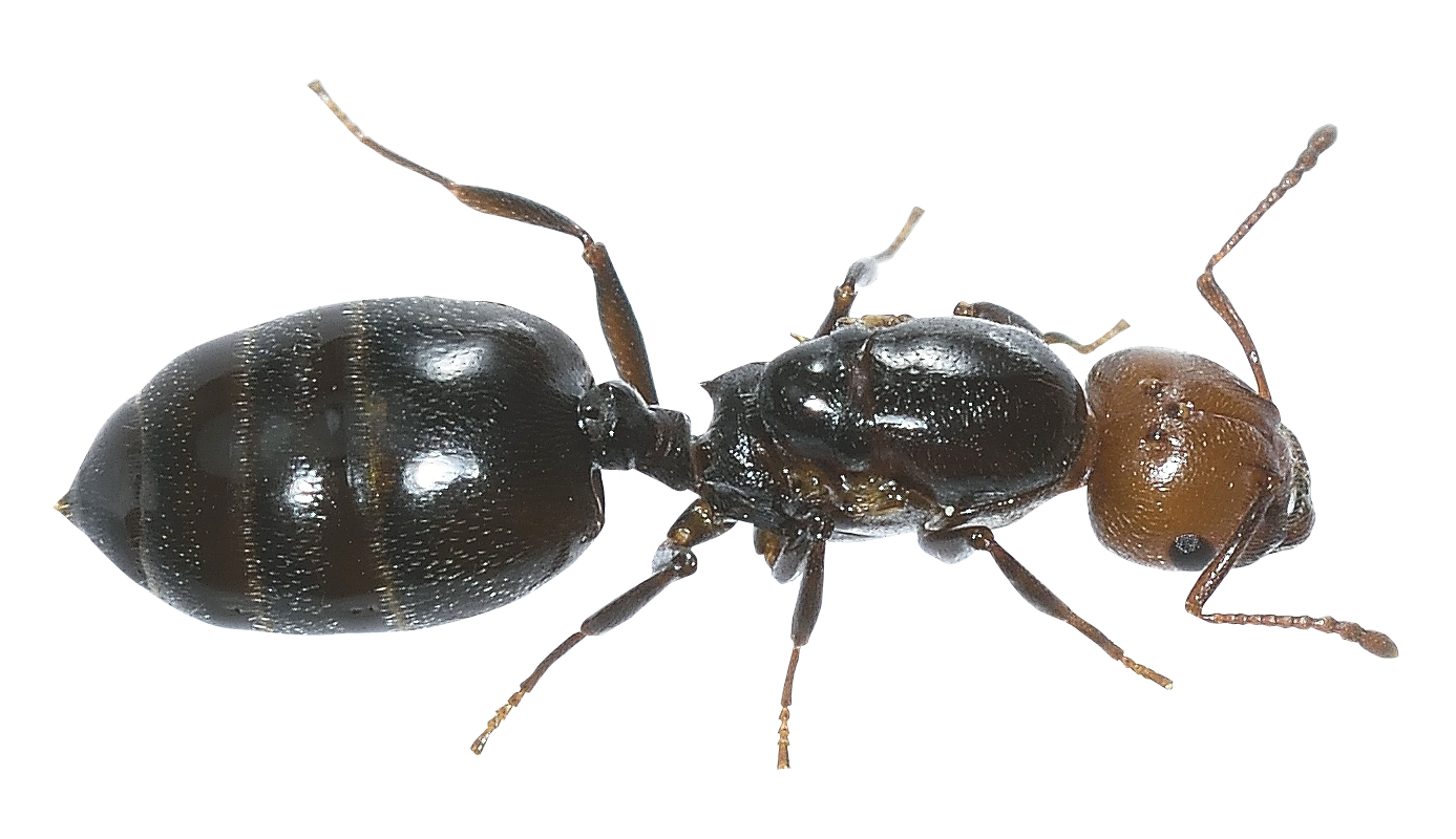 Ant PNG Download Free Transparent PNG Image