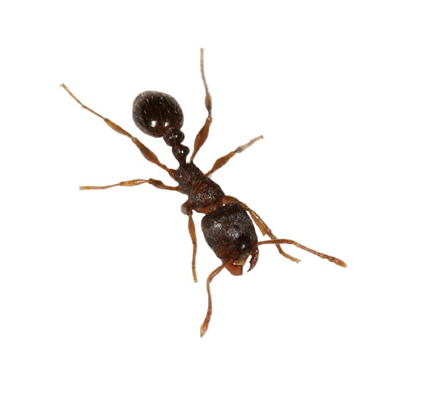 Ant Free HQ Image Transparent PNG Image