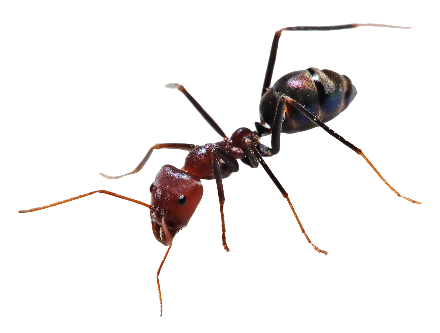 Ant Free Transparent Image HQ Transparent PNG Image