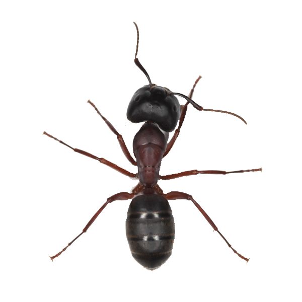 Ant Picture Free PNG HQ Transparent PNG Image