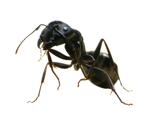 Ant PNG File HD Transparent PNG Image