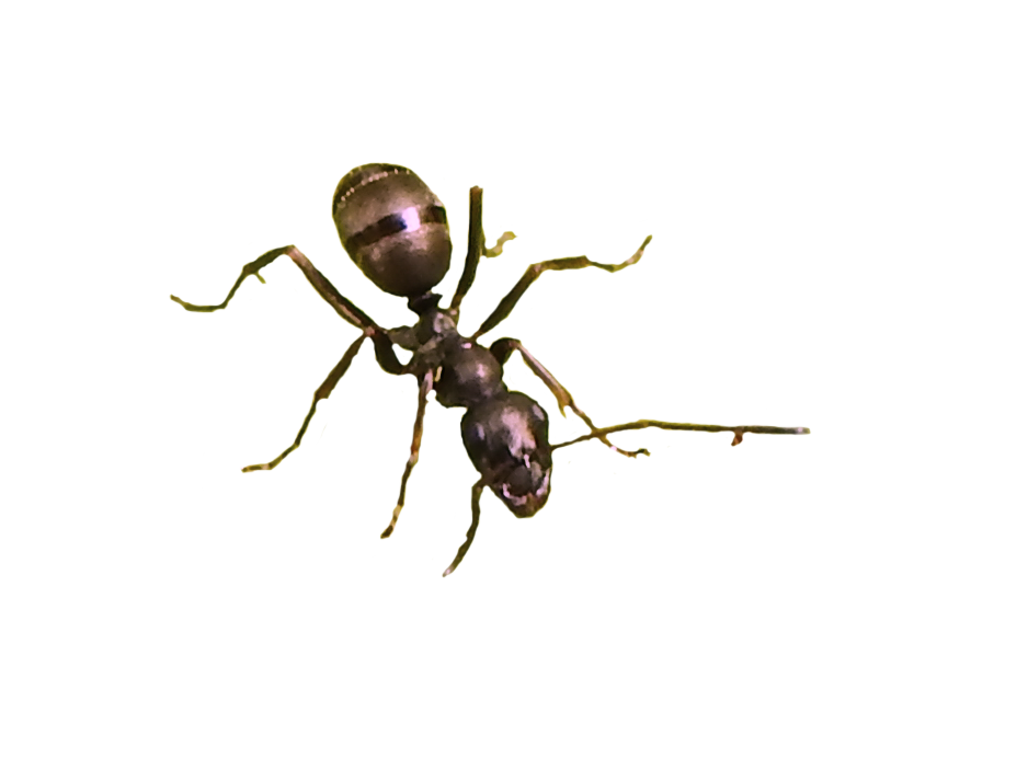 Ant Picture PNG Download Free Transparent PNG Image