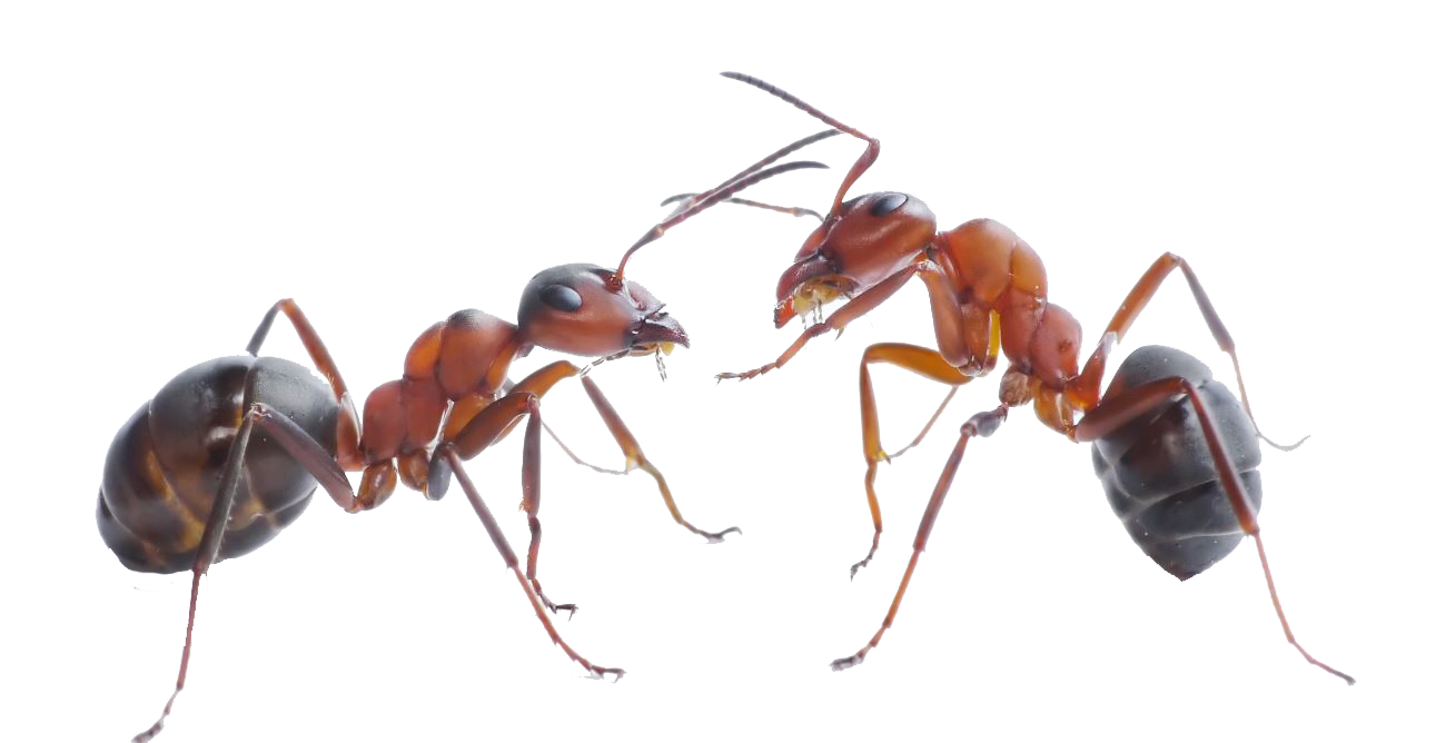 Ant Red Download Free Image Transparent PNG Image