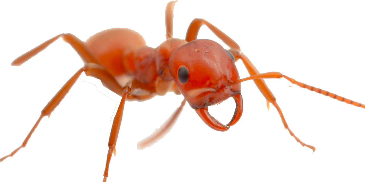 Ant Red Free Download PNG HQ Transparent PNG Image