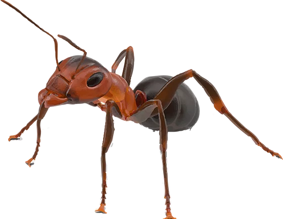 Ant Red Free Transparent Image HD Transparent PNG Image