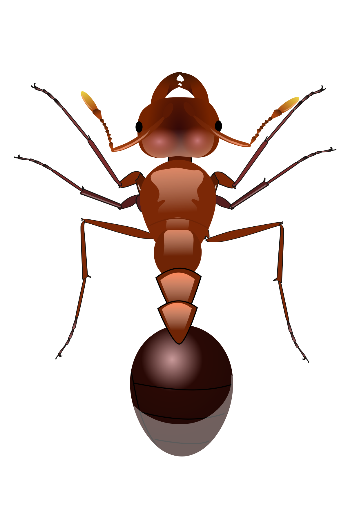 Ant Photos Red HQ Image Free Transparent PNG Image