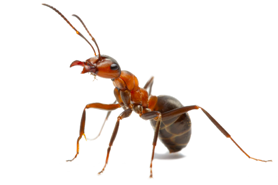 Ant Picture Red HD Image Free Transparent PNG Image