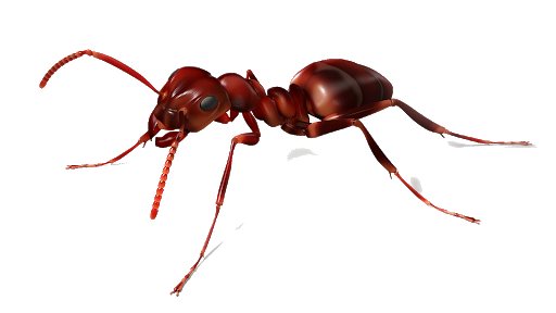 Ant Red Free HD Image Transparent PNG Image