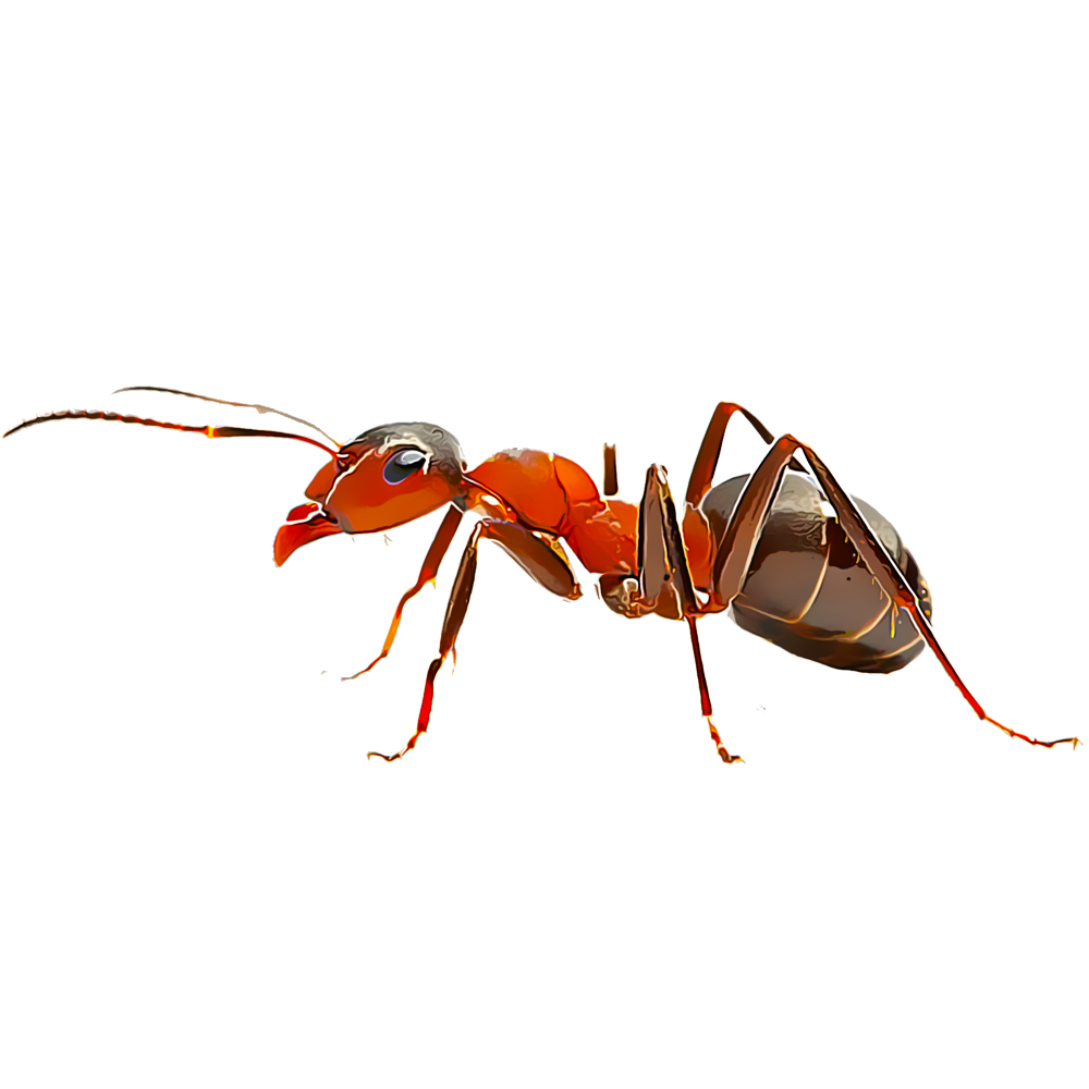 Ant Red Free Transparent Image HQ Transparent PNG Image