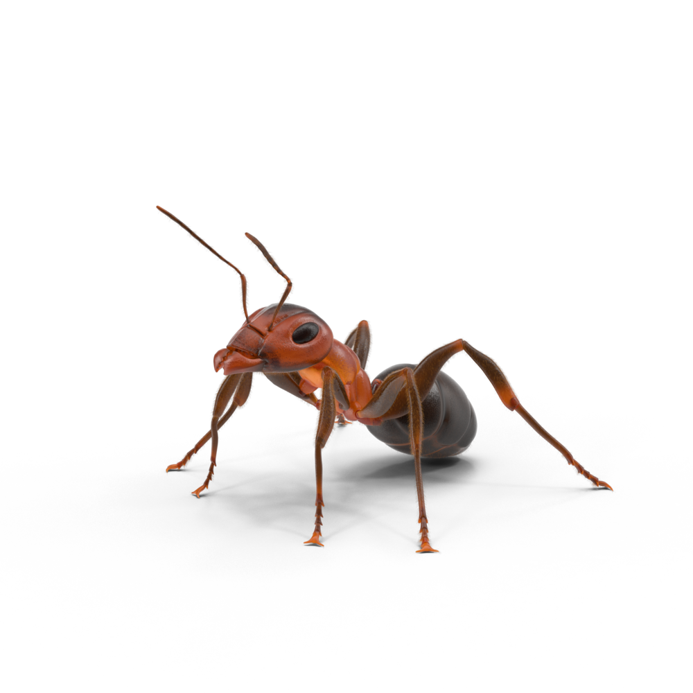 Ant Red HD Image Free Transparent PNG Image